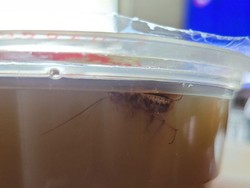 Hiii Jijik! Pria Ini Temukan Kecoak Mengambang di Minuman Tebu Pesanannya