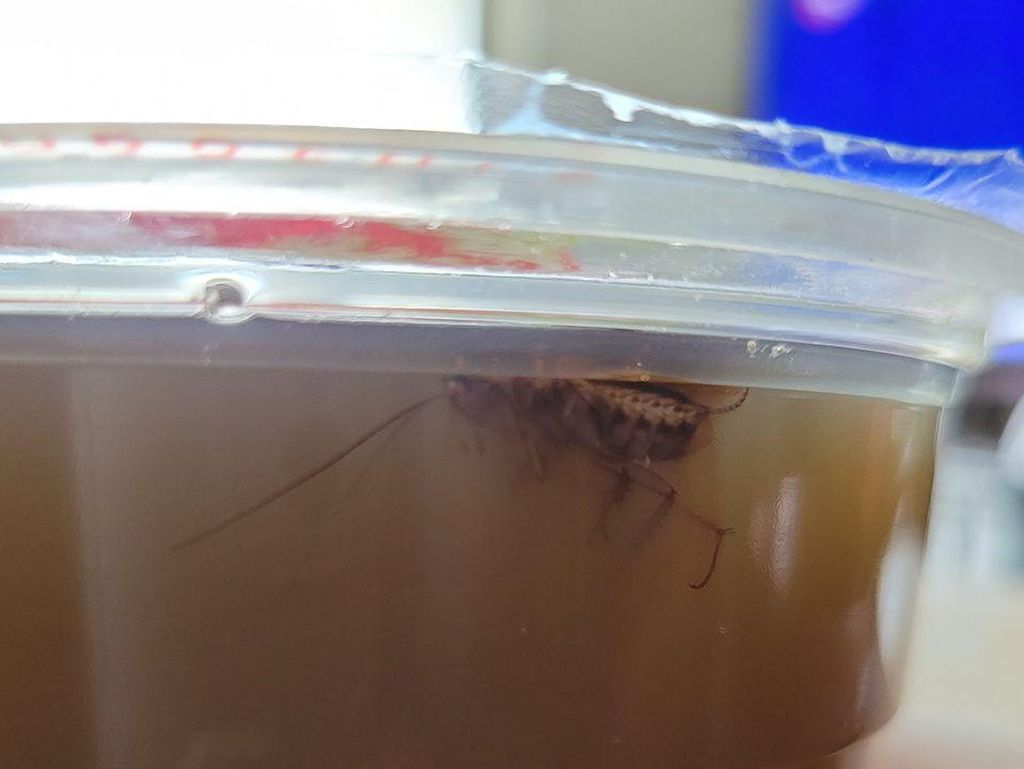 Hiii Jijik! Pria Ini Temukan Kecoak Mengambang di Minuman Tebu Pesanannya Hiii Jijik! Pria Ini Temukan Kecoak Mengambang di Minuman Tebu Pesanannya