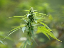 Artis RN yang Ditangkap karena Narkoba: Pemain Sinetron dan Model