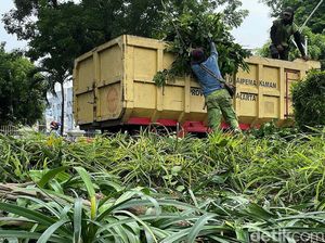 Kalender Jawa Selasa Pahing 22 November 2022: Jangan Memangkas Pohon