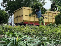 Kalender Jawa Selasa Pahing 22 November 2022: Jangan Memangkas Pohon