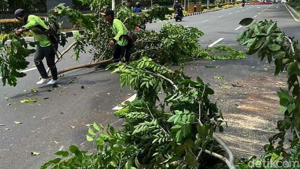 Antispasi Tumbang, Petugas Pangkas Pohon di Kawasan Senayan