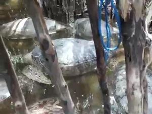 Penyu Hijau di Penampungan Ilegal Sumenep Dijual ke Bali