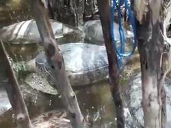 Penyu Hijau di Penampungan Ilegal Sumenep Dijual ke Bali