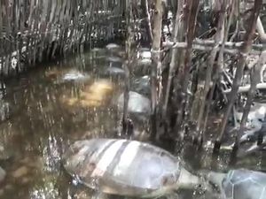 Dua Penampungan Penyu Hijau Ilegal Ditemukan di Sumenep