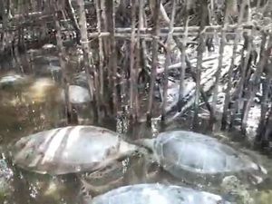 Penemuan Penyu di Penampungan Ilegal Sumenep Dilaporkan ke BKSDA