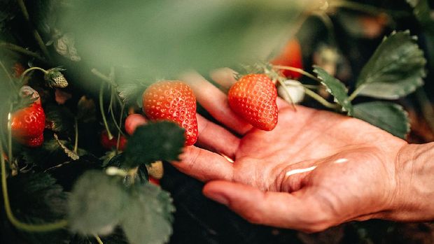 Man picking strawberries on farm