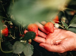 Ternyata Ini Lho Nama Bintik-bintik pada Permukaan Stroberi!