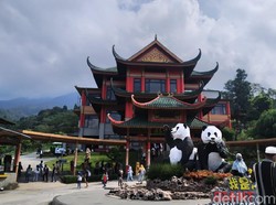 Lepas Rindu ke Panda Gemas di Taman Safari Bogor