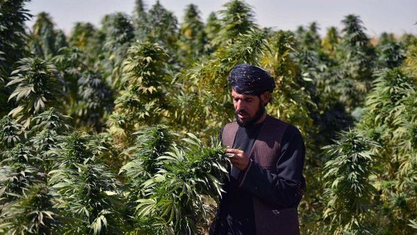 Ladang Ganja di Tanah Afghanistan yang Jadi Sumber Pemasukan Taliban