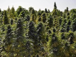 Dari Bisnis Ganja, Pria Ini Punya Penghasilan Rp 68 T/Tahun