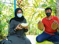 Musim Panen, Durian Boneng asal Banyuwangi Mulai Diburu Pembeli