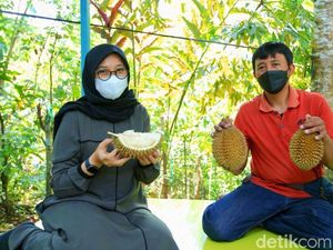 Musim Panen, Durian Boneng asal Banyuwangi Mulai Diburu Pembeli Musim Panen, Durian Boneng asal Banyuwangi Mulai Diburu Pembeli