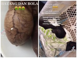 Seleb TikTok Ini Berani Makan Sate Kelelawar hingga Torpedo Kuda