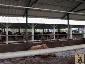 Pengadaan Bantuan Sapi-Kambing di Disnak Sumbar Disorot Pengadaan Bantuan Sapi-Kambing di Disnak Sumbar Disorot