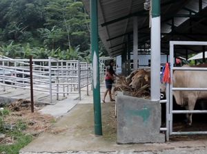 Kisah Sukses Alumni IPB Ternak Sapi hingga Raih Omzet Rp20 Miliar!