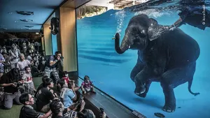 Karya Jawara Wildlife Photographer Of The Year 2021 Bikin Mata Takjub