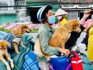 Dikhawatirkan Tertular Corona, Belasan Anjing di Vietnam Dibunuh
