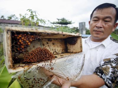 Meraup Cuan Lewat Budi Daya Madu Kelulut