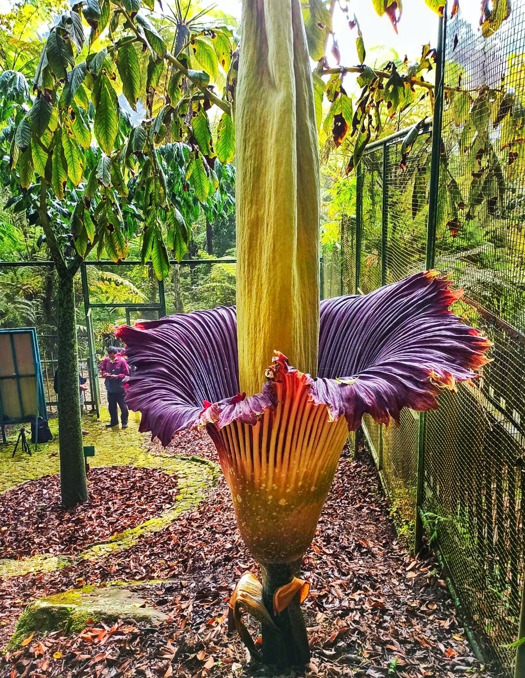 Bunga bangkai,Amorphophallus titanium (Becc.) Becc mekar Lagi di Kebun Raya Cibodas. (Dok. Biro Komunikasi Publik, Umum, dan Kesekretariatan Badan Riset dan Inovasi Nasional)