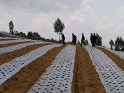 Mentan Bidik Temanggung Jadi Lokasi Food Estate