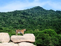 China dan Taman Nasionalnya, Gaji Ranger 0,5 Miliar Rupiah