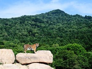 China dan Taman Nasionalnya, Gaji Ranger 0,5 Miliar Rupiah China dan Taman Nasionalnya, Gaji Ranger 0,5 Miliar Rupiah