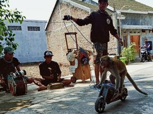 Topeng Monyet, Hiburan Sepanjang Zaman yang Kontroversial