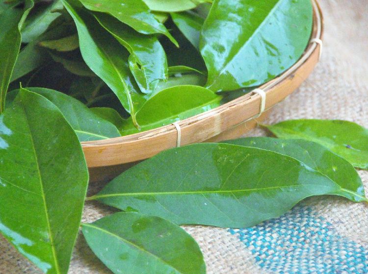 Ahli Gizi Ungkap 6 Manfaat Rebusan Daun Salam Selain Bumbu Dapur