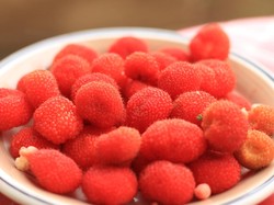 Hari Pangan Sedunia, Mari Mengenal Kerben Buah Berry Asli Indonesia!