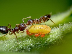 Foto Semut Santap Kotoran Serangga Menang Lomba Fotografi di Inggris