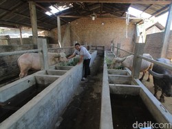 Kebo Bule di Ponorogo Bakal Dibuatkan Kandang di Taman Wengker