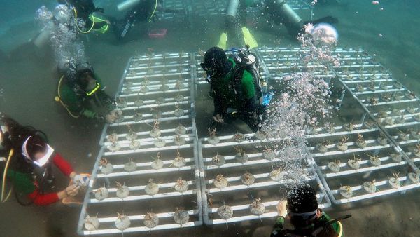 Konservasi Terumbu Karang OJK di Manado