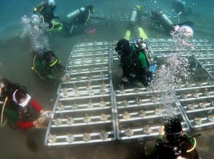 Konservasi Terumbu Karang OJK di Manado