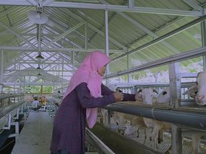Berhenti Jadi Dosen, Wanita Ini Pilih Ternak Domba dengan Teknologi Canggih