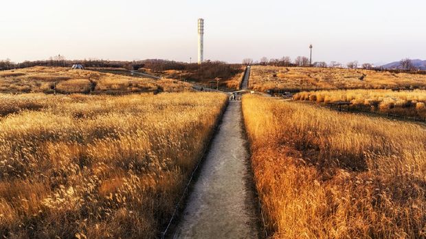 wild reeds on top of haneul park in seoul, south korea taken during winter sunset hours. Haneul park is located in mapo district near the world cup stadium.