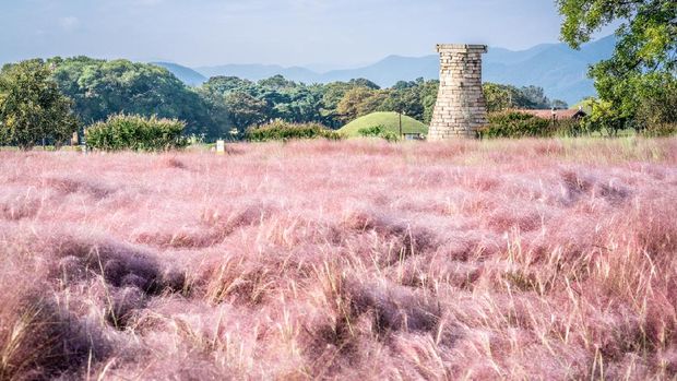 Field of Pink Muhly grass and Cheomseongdae an ancient Astrological Observatory in Gyeongju South Korea