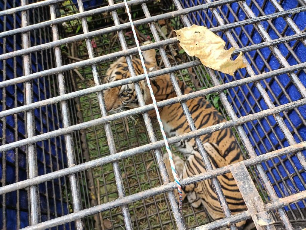 Seekor Harimau di Merangin Jambi Masuk Perangkap, Diamankan BKSDA