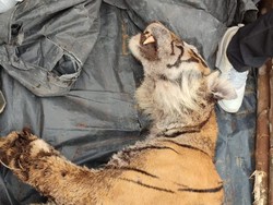 Warga Bengkalis Riau Temukan Harimau Sumatera Mati Kena Jerat