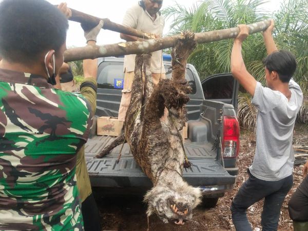Penampakan Harimau Sumatera Betina yang Mati Kena Jerat di Riau
