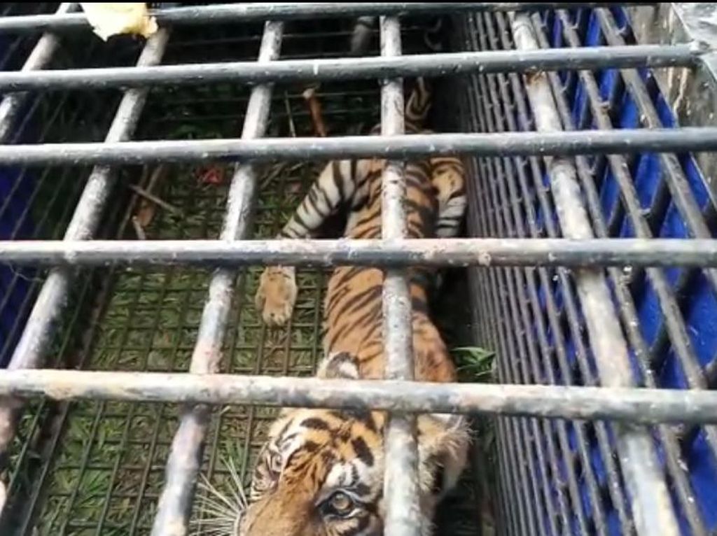 BKSDA Jambi Duga Harimau Masuk Perangkap Penyerang Warga Saat Cari Sinyal BKSDA Jambi Duga Harimau Masuk Perangkap Penyerang Warga Saat Cari Sinyal