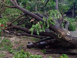 Hujan Disertai Angin Kencang Terjang Parepare, 8 Pohon Tumbang
