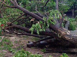 Hujan Disertai Angin Kencang Terjang Parepare, 8 Pohon Tumbang