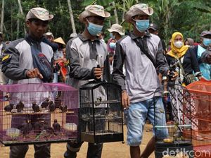Kala Warga di Desa Banjarnegara Lepas Ratusan Burung ke Alam Kala Warga di Desa Banjarnegara Lepas Ratusan Burung ke Alam