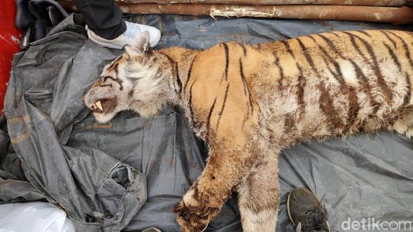 Kasihan! Harimau Sumatera Tewas Terjerat