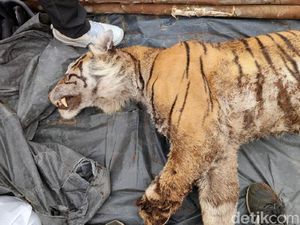 Kasihan! Harimau Sumatera Tewas Terjerat Kasihan! Harimau Sumatera Tewas Terjerat