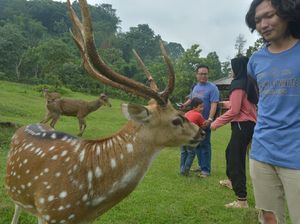 Potret Serunya Bermain Bersama Rusa di Penangkaran Cariu Potret Serunya Bermain Bersama Rusa di Penangkaran Cariu