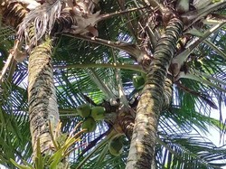 Pohon Kelapa Bercabang 8 di Pacitan Diburu untuk Obat-Ditawar Belasan Juta