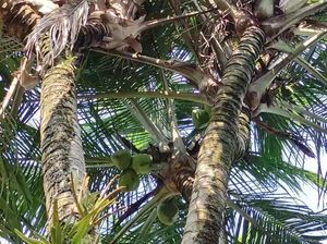 Pohon Kelapa Bercabang 8 di Pacitan Diburu untuk Obat-Ditawar Belasan Juta Pohon Kelapa Bercabang 8 di Pacitan Diburu untuk Obat-Ditawar Belasan Juta