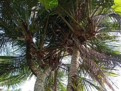 Unik, Pohon Kelapa di Pacitan Bercabang 8